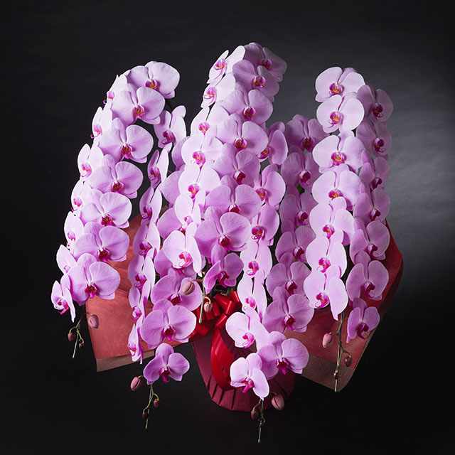 胡蝶蘭 5本立 ピンク 5Ｌ