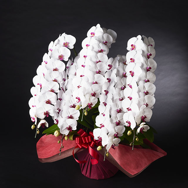 胡蝶蘭 5本立 赤リップ 5Ｌ