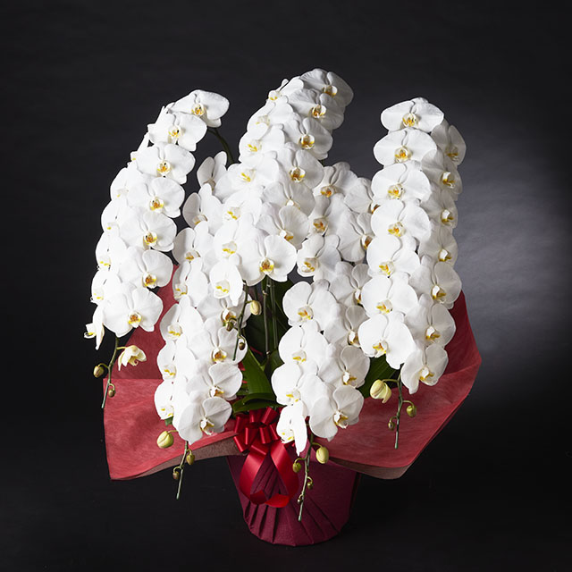 胡蝶蘭 5本立 ホワイト 5Ｌ