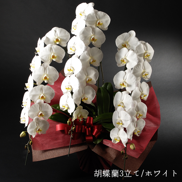 胡蝶蘭　ホワイト