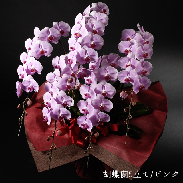 胡蝶蘭５本立 ハイグレード ピンク  4L5F　