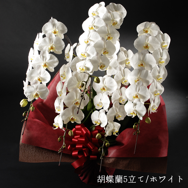 ホワイト胡蝶蘭5本立ち クレイフラワー 胡蝶蘭（ホワイト）5本立ち」 | 花・花束を贈るフラワーギフト