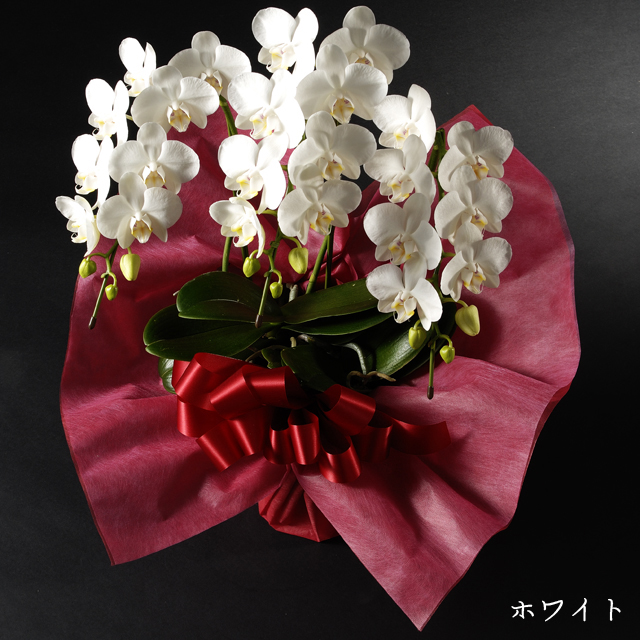 ミディ胡蝶蘭　ホワイト