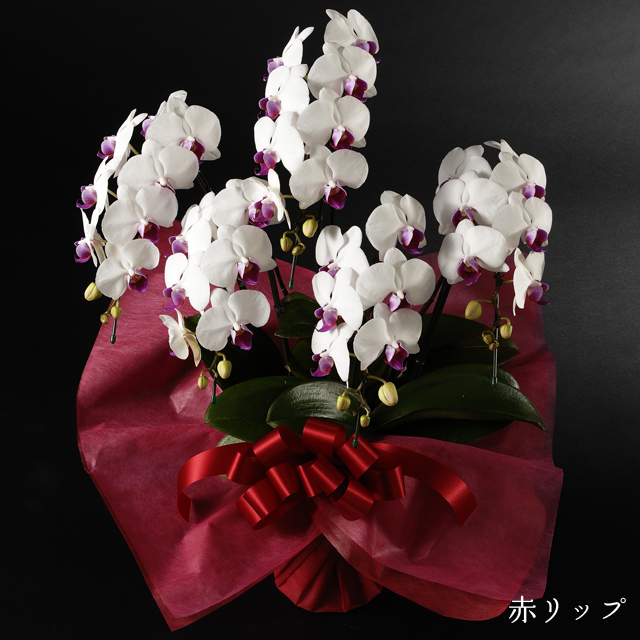 ミディ胡蝶蘭　赤リップ