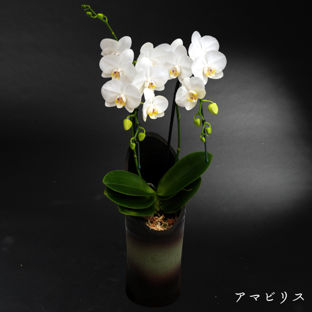 和鉢胡蝶蘭 かぐや アマビリス 胡蝶蘭東京銀座