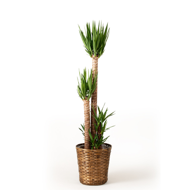 観葉植物　ユッカ