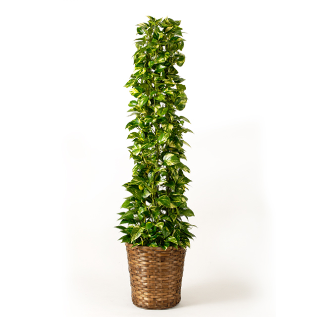 観葉植物　ポトス