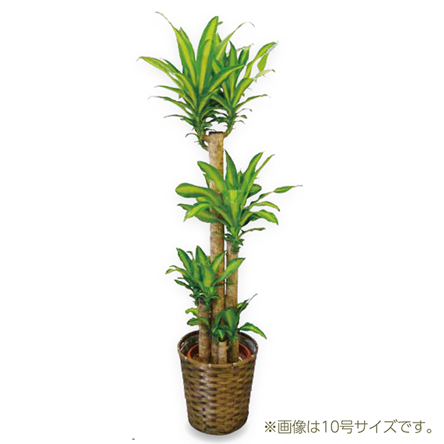 マッサン(幸福の木)　８号 A