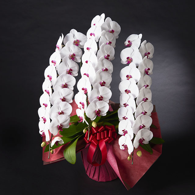 胡蝶蘭 3本立 プレミアム  5L3F 赤リップ