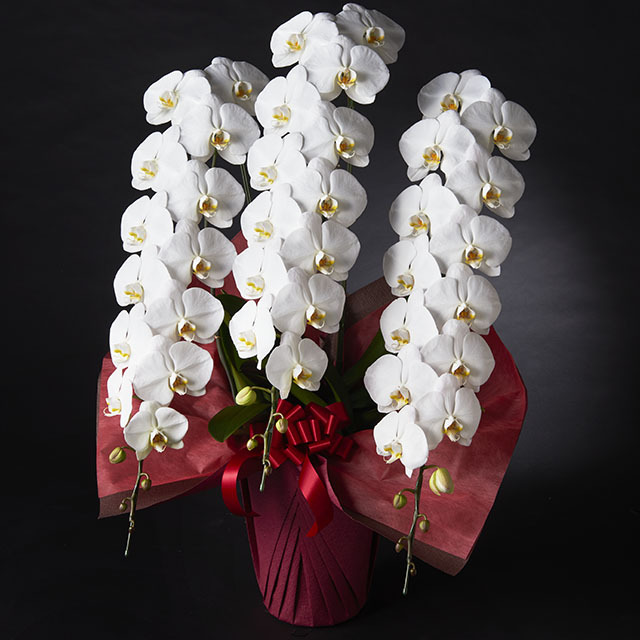 胡蝶蘭 3本立 プレミアム 5L3F ホワイト