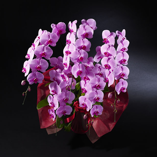 胡蝶蘭 5本立 ピンク 3Ｌ5F ミドル