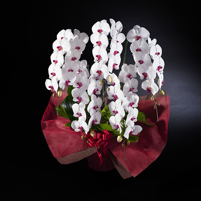 胡蝶蘭 5本立 赤リップ 3Ｌ5F ミドル