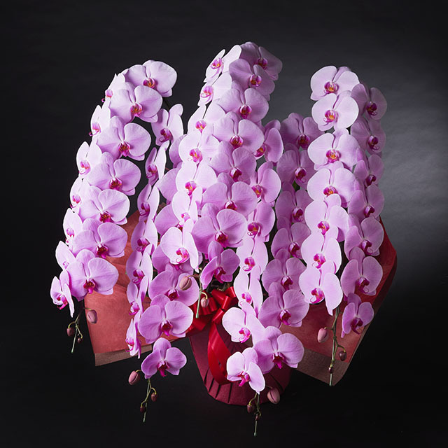 胡蝶蘭 5本立 ピンク 5Ｌ