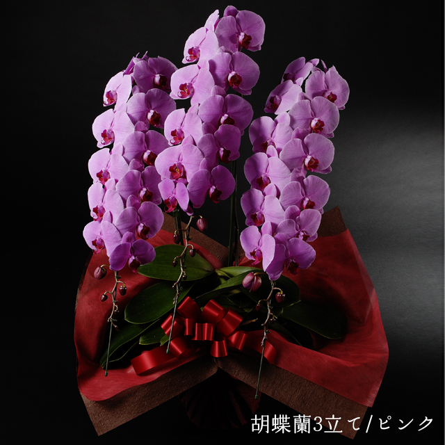 胡蝶蘭　ピンク