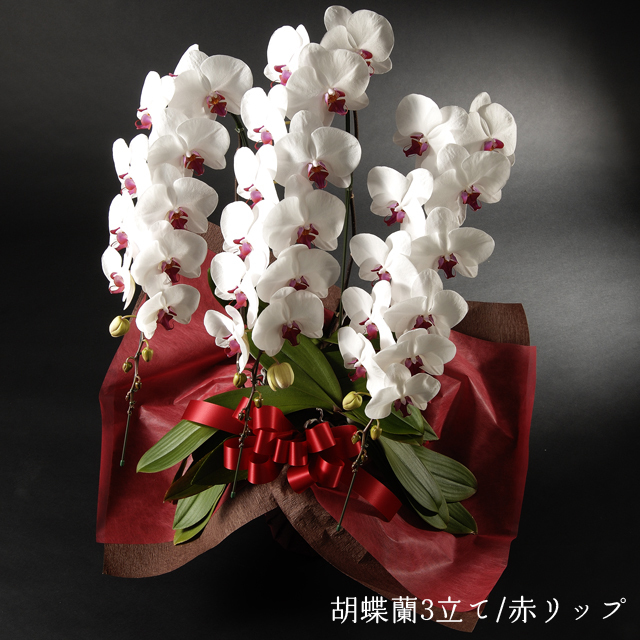 胡蝶蘭　赤リップ