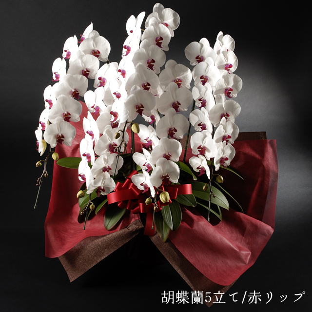 胡蝶蘭胡蝶蘭５本立 ハイグレード 赤リップ  4L5F　