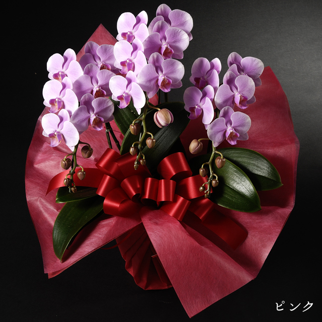 ミディ胡蝶蘭　ピンク