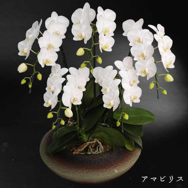 和鉢胡蝶蘭まどか　アマビリス