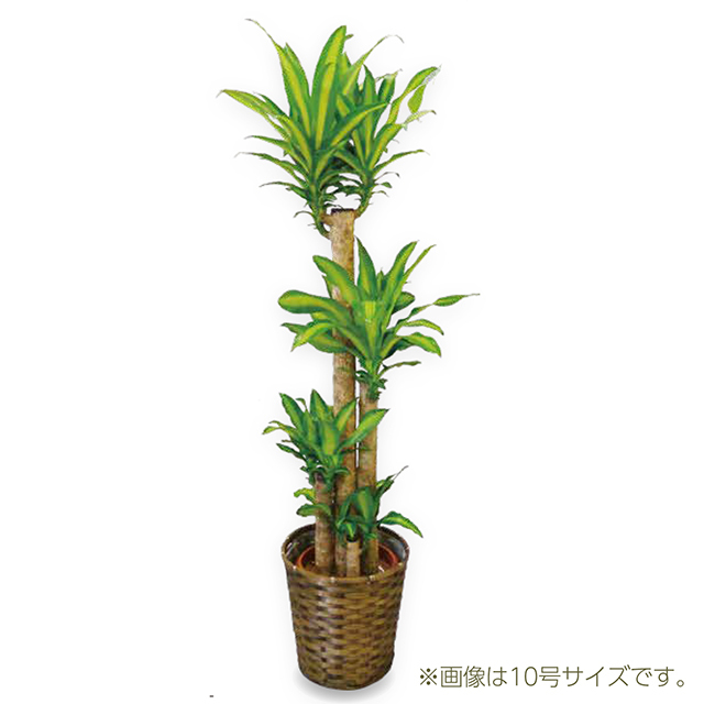 マッサン(幸福の木)　８号 A