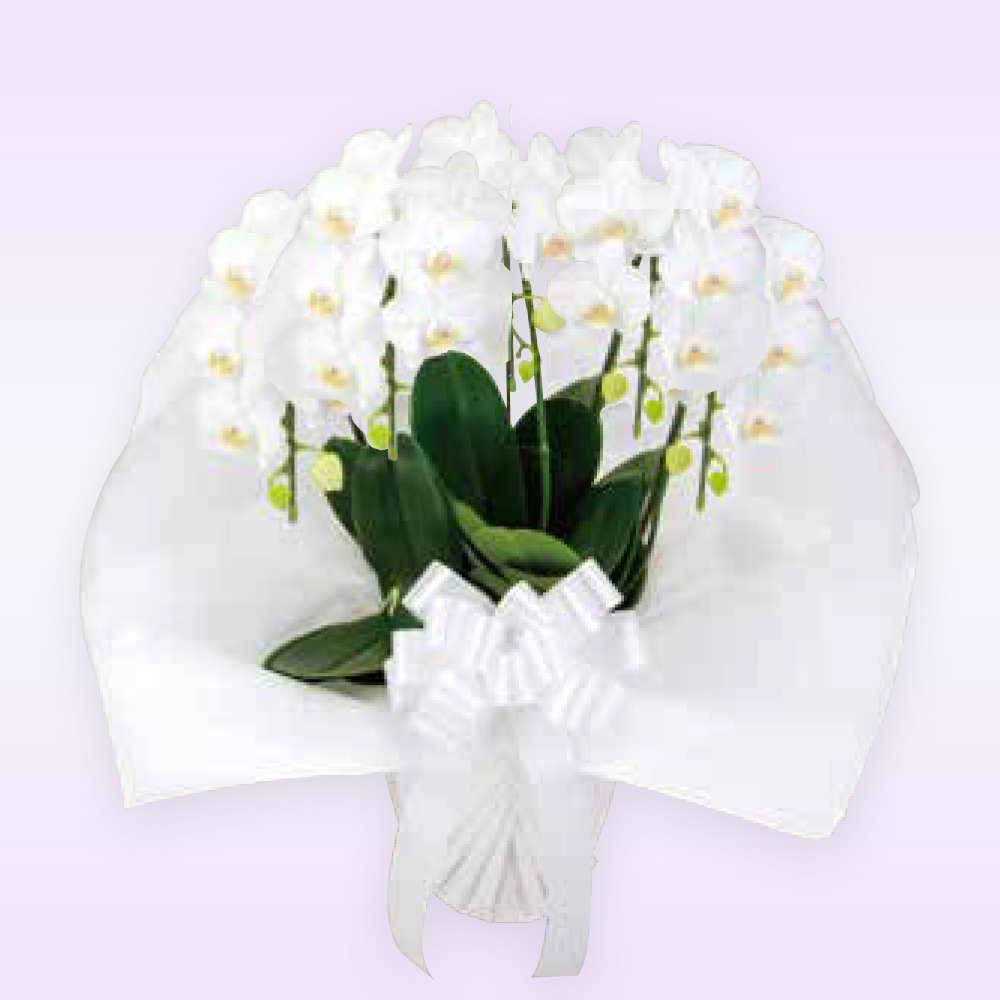 【御供え用】ミディ胡蝶蘭 ５本立