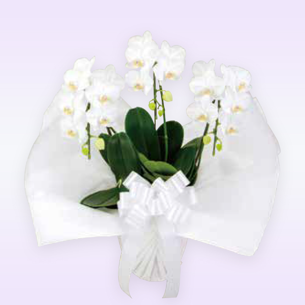 【御供え用】ミディ胡蝶蘭 ３本立