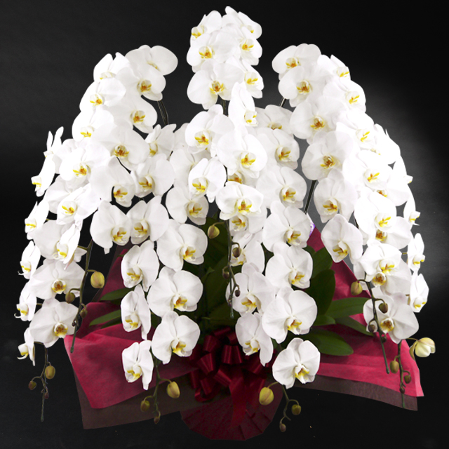 プレミアム胡蝶蘭7本立 ハイグレード