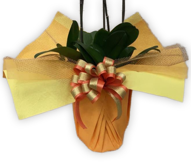 豪華ラッピング 　　　オレンジ