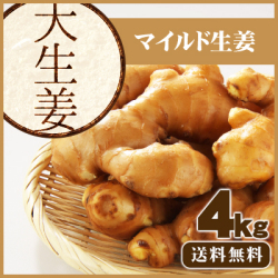 【送料無料】高知県産　大生姜（おおしょうが）  4kg　  /食用のため種生姜としてのご利用はできません