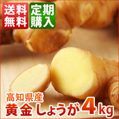 高知産黄金生姜4ｋｇ　定期購入