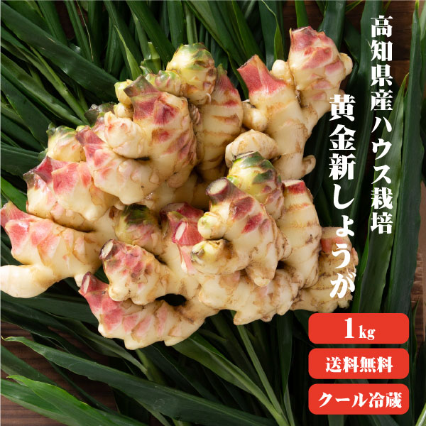 【送料無料】 高知産 ハウス栽培 黄金新生姜 1kg