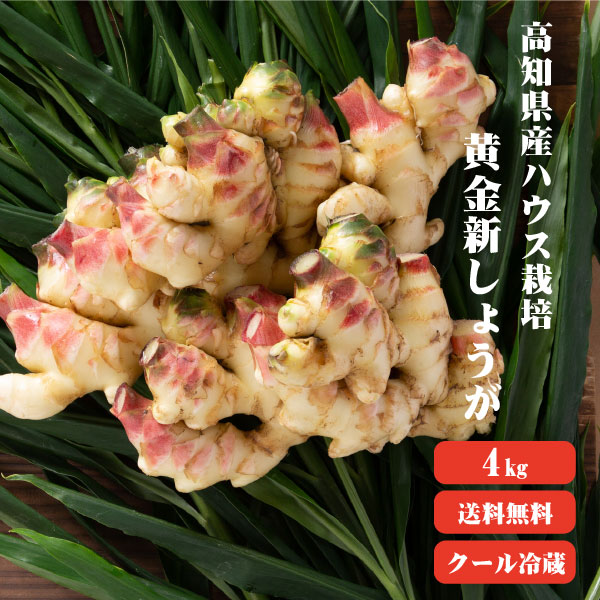 【送料無料】 高知産 ハウス栽培 黄金新生姜 4kg