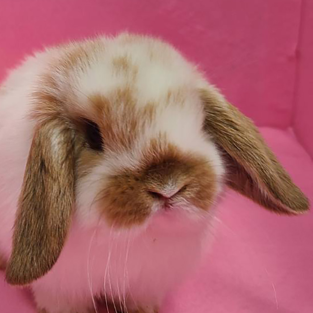 ホーランドロップ（ブロークンオレンジ・男の子） R0378