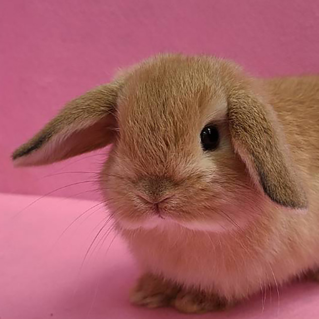 ホーランドロップ（オレンジ・男の子） R0396