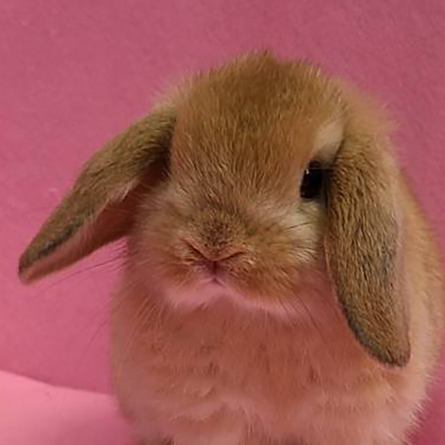 ホーランドロップ（オレンジ・女の子） R0414