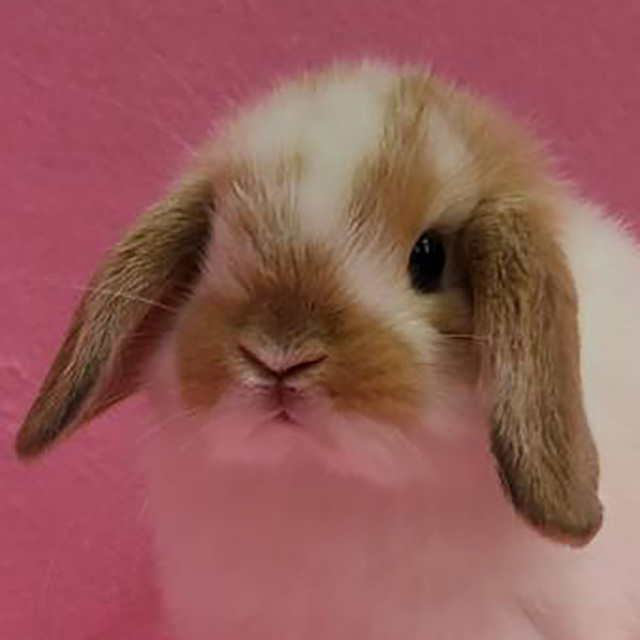 ホーランドロップ（ブロークンオレンジ・男の子） R0421