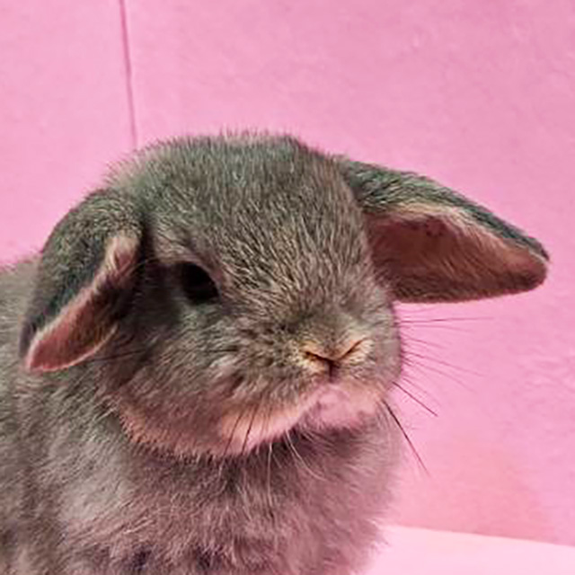 ホーランドロップ（オパール・女の子） R0439