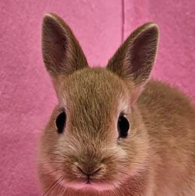 ネザーランドドワーフ（オレンジ・男の子） R0440