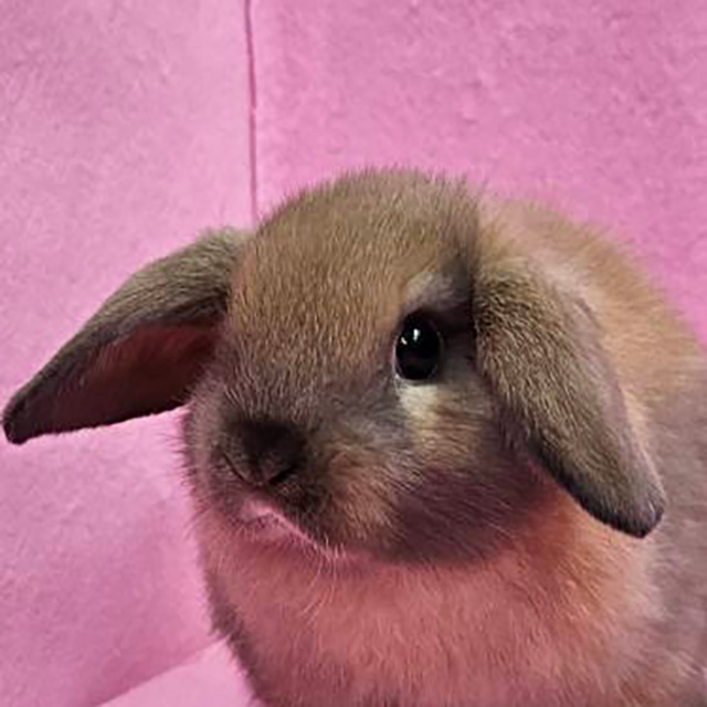 ホーランドロップ（トートイズシェル・女の子） R0441