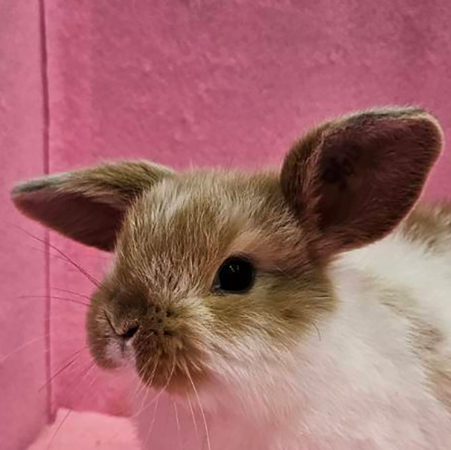 ホーランドロップ（ブロークンオレンジ・女の子） R0442