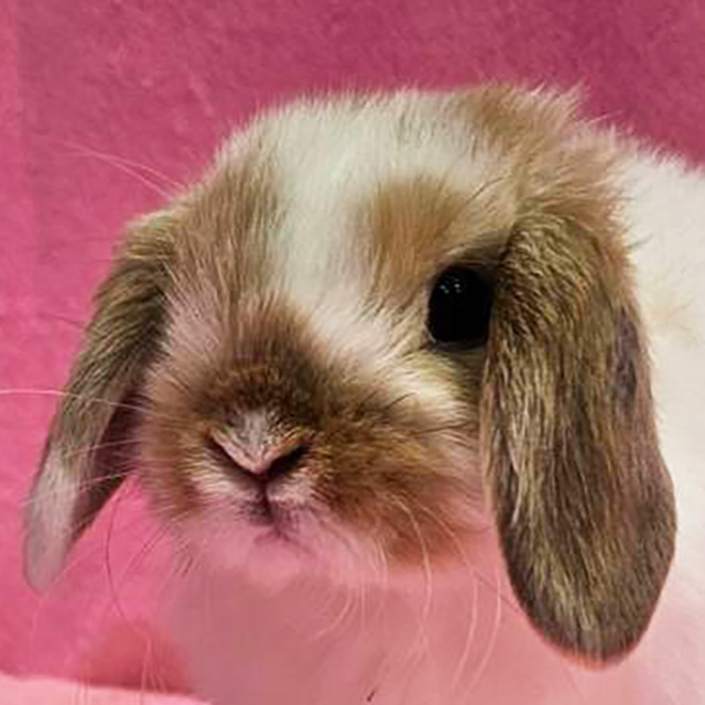 ホーランドロップ（ブロークンオレンジ・男の子） R0443