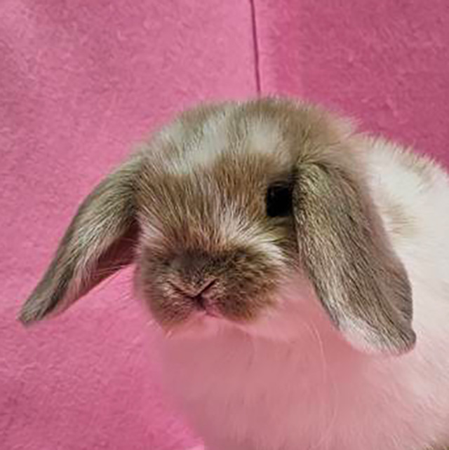 ホーランドロップ（ブロークンリンクス・女の子） R0444