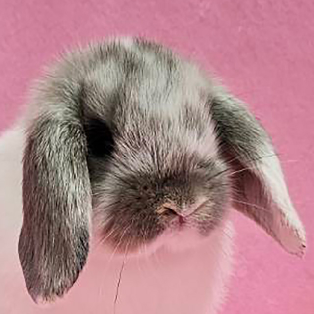 ホーランドロップ（ブロークンオパール・女の子） R0445