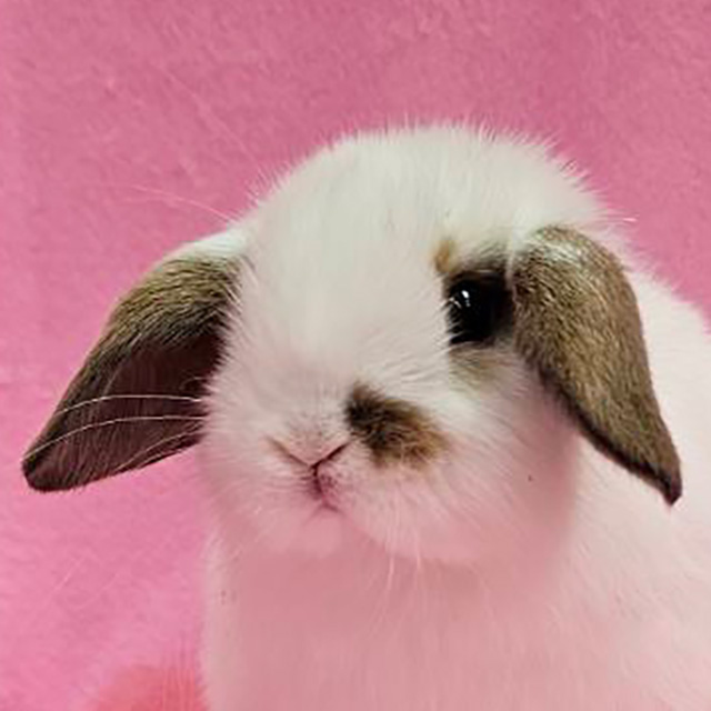 ホーランドロップ（ブロークントートイズシェル・女の子） R0446