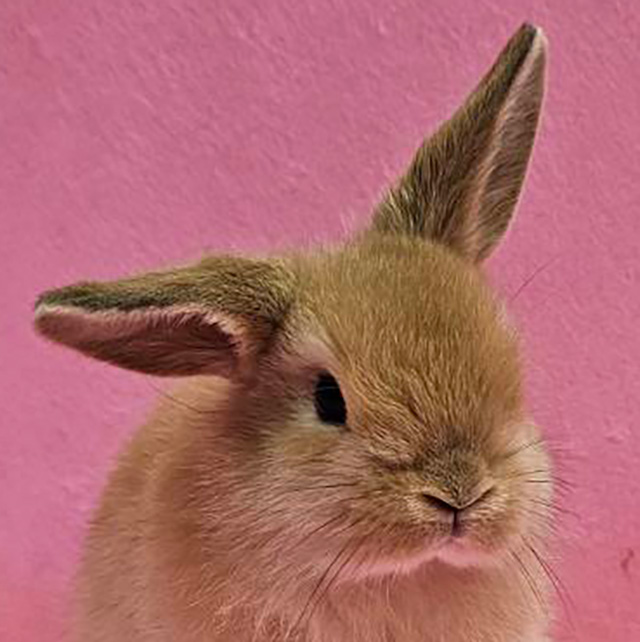 ホーランドロップ（オレンジ・男の子） R0447