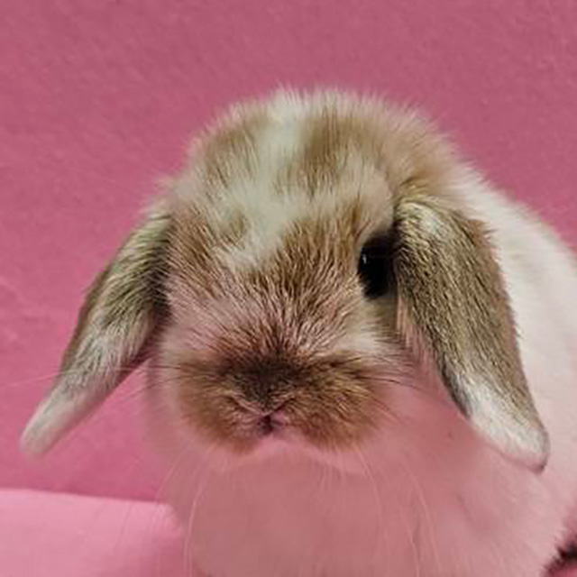 ホーランドロップ（ブロークンオレンジ・女の子） R0448