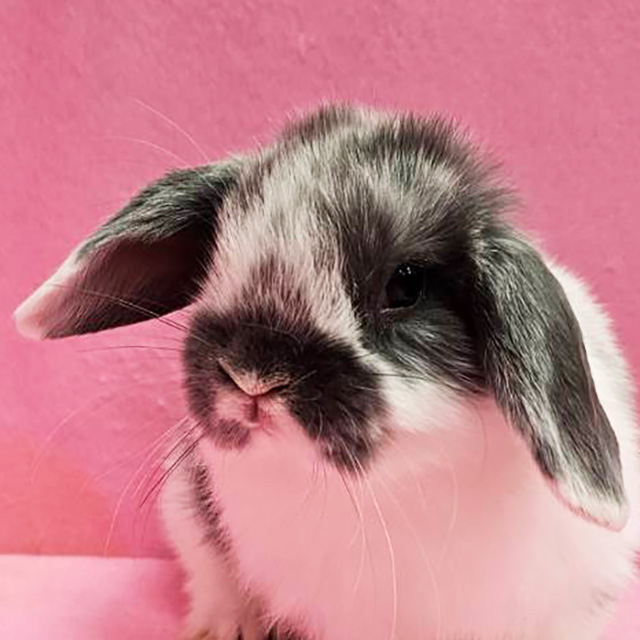 ホーランドロップ（ブロークンブルー・男の子） R0451