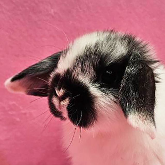 ホーランドロップ（ブロークンブラック・女の子） R0452