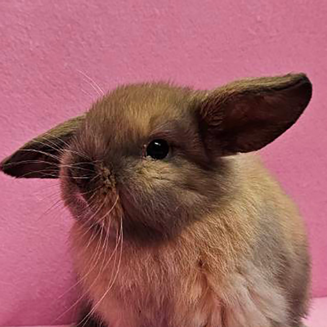 ホーランドロップ（トートイズシェル・男の子） R0454