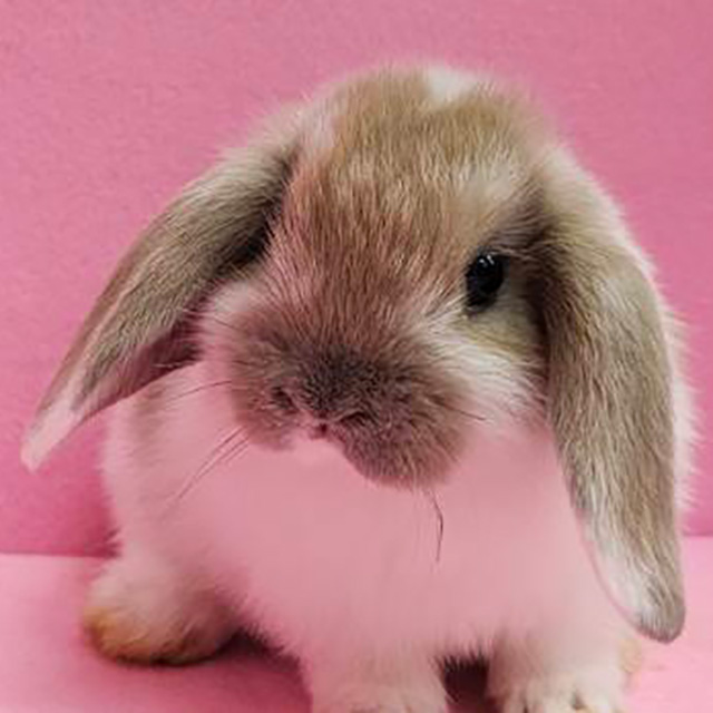 ホーランドロップ（ブロークンリンクス・女の子） R0455