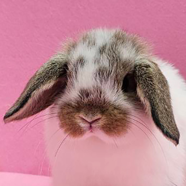 ホーランドロップ（ブロークンチェスナット・男の子） R0456